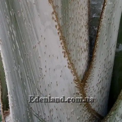 Изображение Бисмаркия благородная серебристая - Bismarckia nobilis Silver