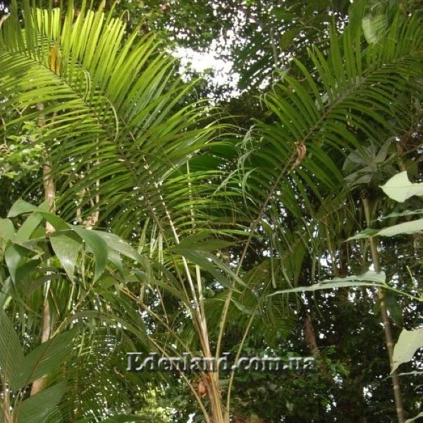 Зображення Геонома Муреана  - Geonoma mooreana