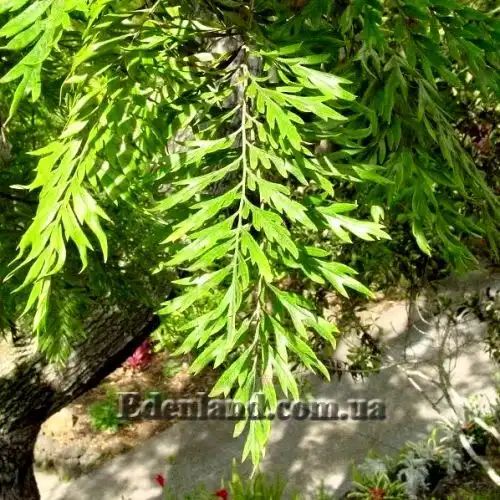 Изображение Гревиллея мощная - Grevillea robusta 