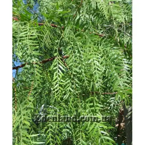 Изображение Шинус мягкий - Schinus molle