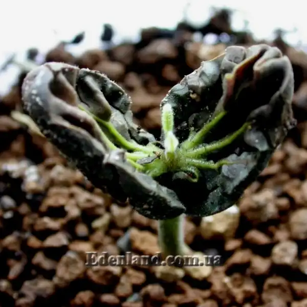 Зображення всходы