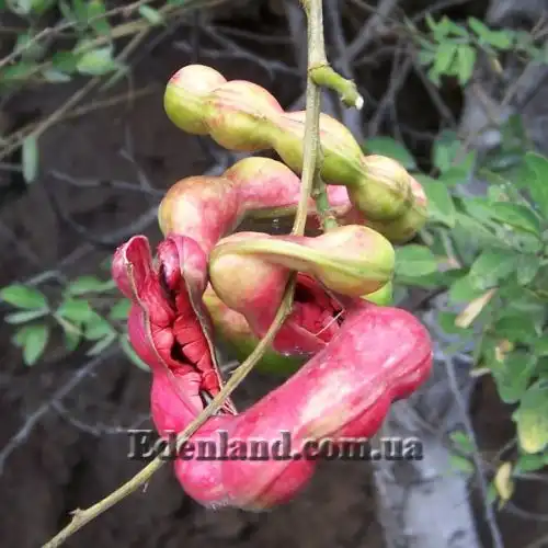 Изображение Питецеллобиум сладкий - Pithecellobium dulce