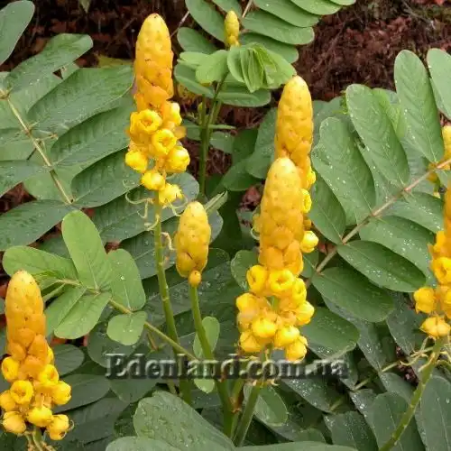 Изображение Сенна крылатая - Senna alata