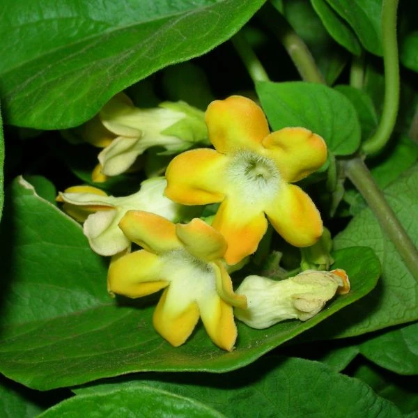 Изображение Телосма сердцевидная  - Telosma cordata