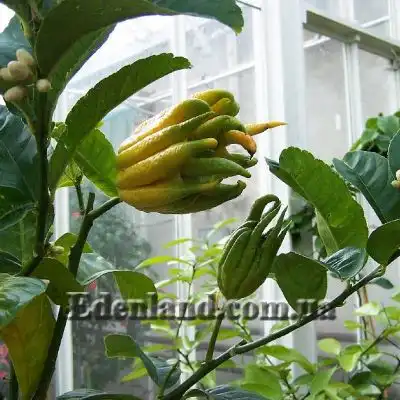 Изображение созревающие плоды