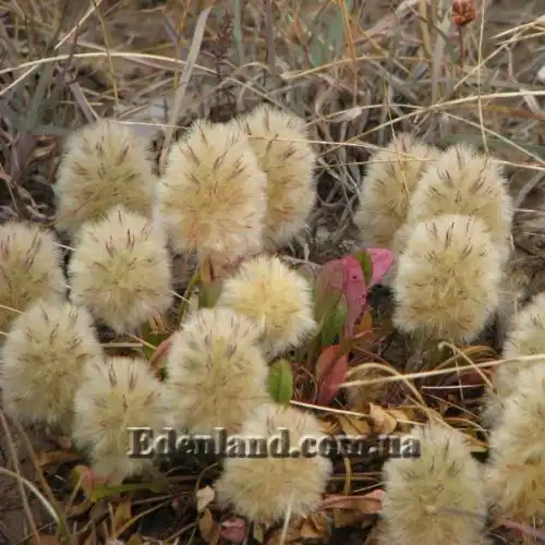 Изображение Птилотус лапатчатый - Ptilotus spathulata