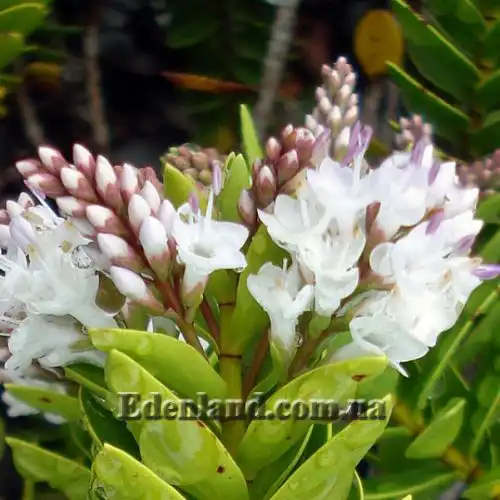 Изображение Вероника Эллиптическая - Veronica elliptica