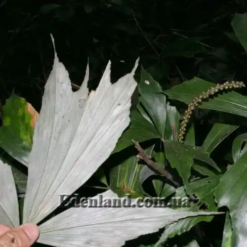 Изображение Аренга хвостатая  - Arenga caudata