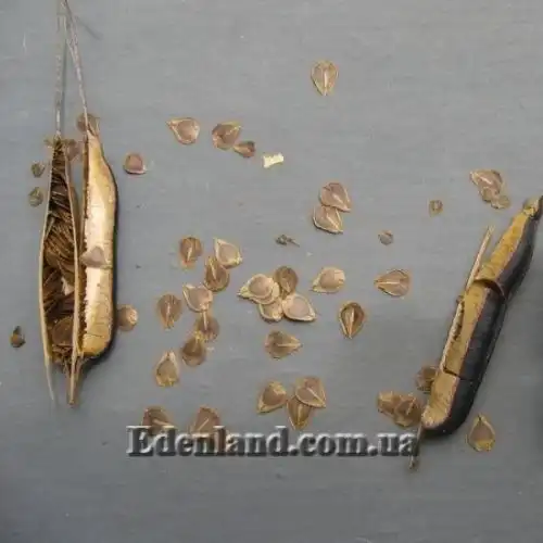 Зображення Аристолохія елегантна - Aristolochia elegans