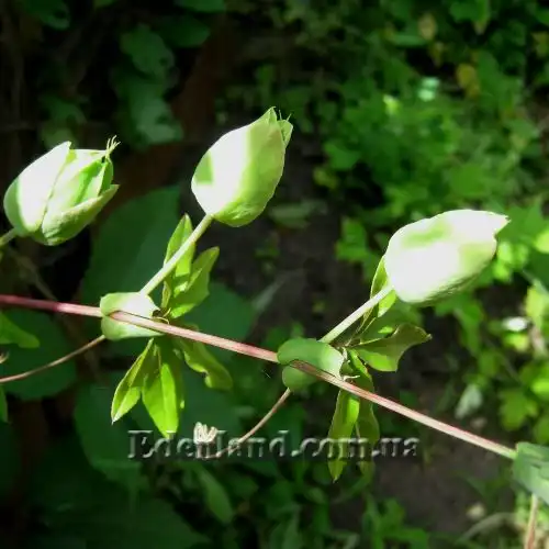 Изображение в ожидании цветения