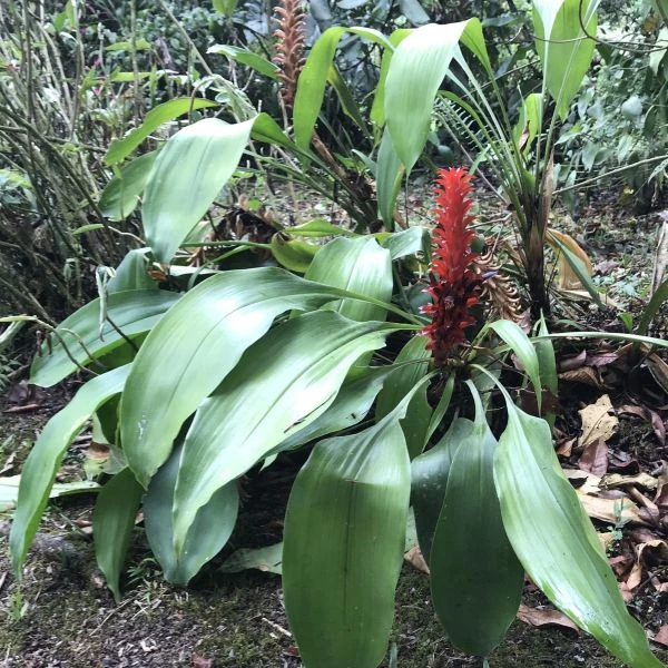 Зображення Піткернія чорна - Pitcairnia nigra 