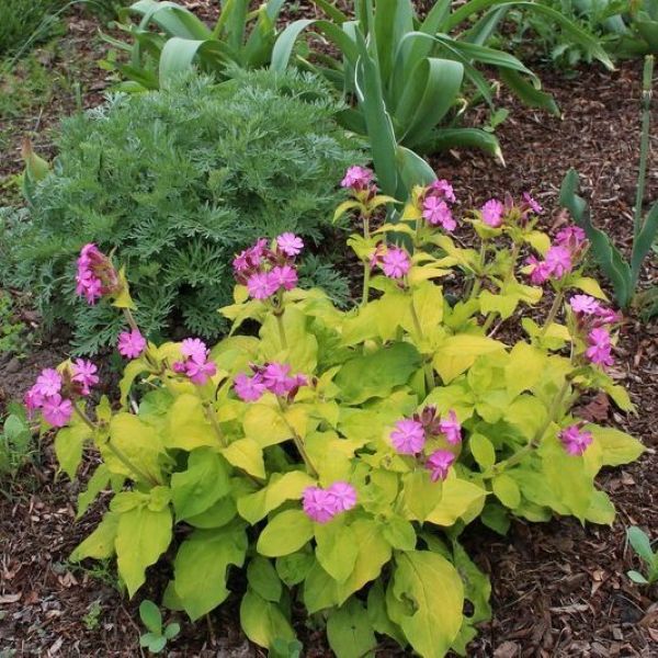 Изображение Смолка (Силена) двудомная  - Silene dioica