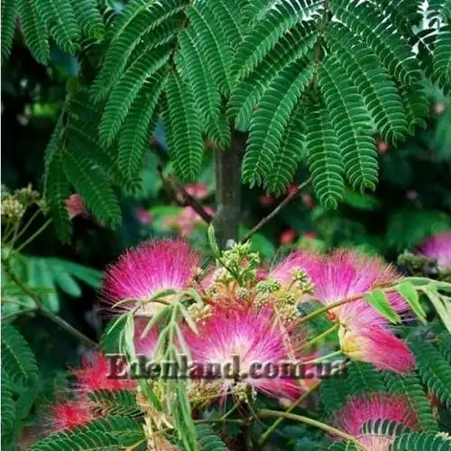 Зображення Альбіція шовкова (рожева) - Albizia julibrissin var. rosea