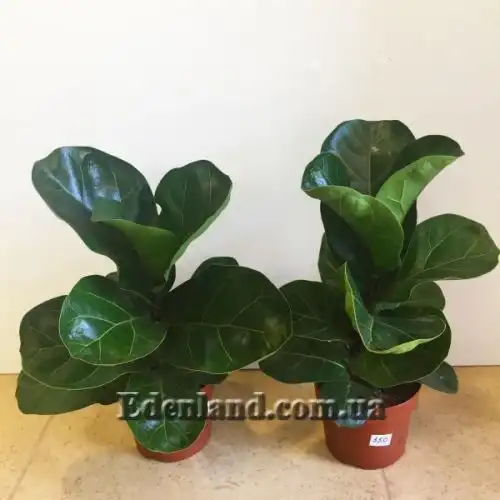 Изображение растения в продаже