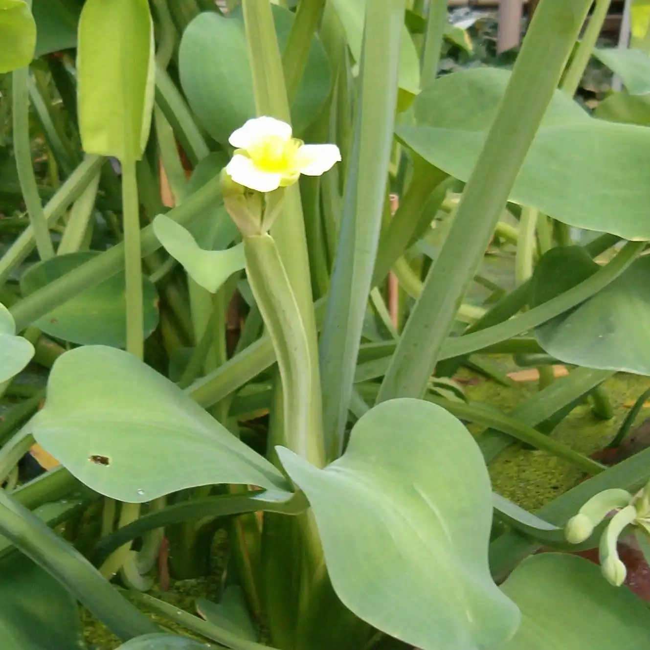 Зображення квітуча рослина