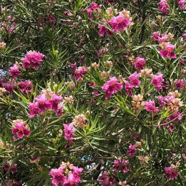 Зображення Хілопсис лінійний - Chilopsis linearis 