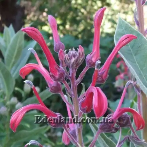 Изображение Лобелия Тупа - Lobelia tupa