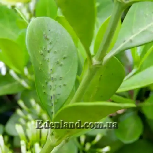 Зображення Паветта поникла - Pavetta revolute