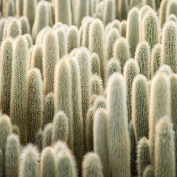 Зображення Клейстокактус Штрауса - Cleistocactus strausii 