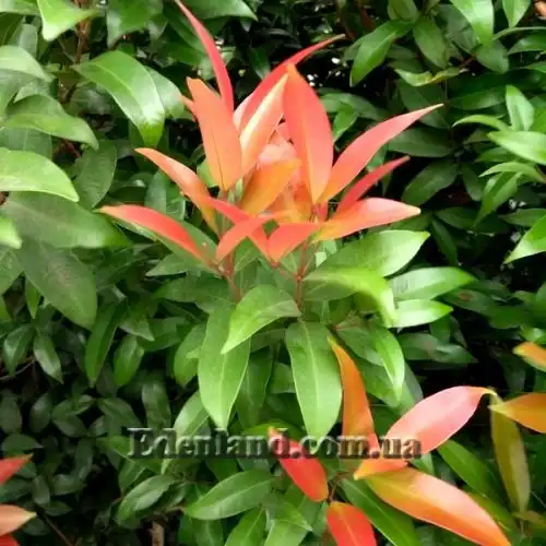 Изображение Евгения миртолистная - Eugenia myrtifolia