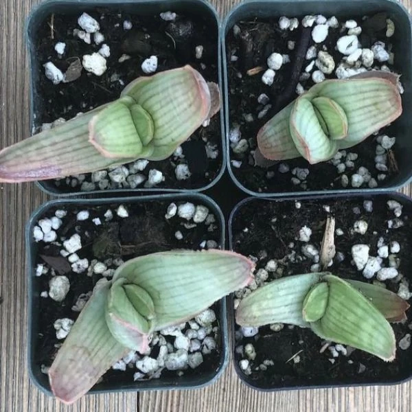 Зображення сіянці 