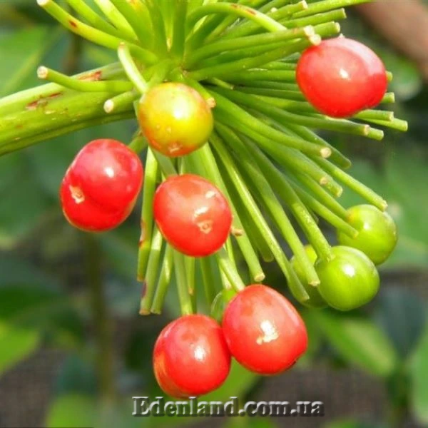 Изображение созревающие плоды