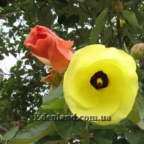 Зображення цвітіння