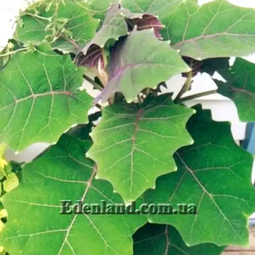 Изображение взрослое растение