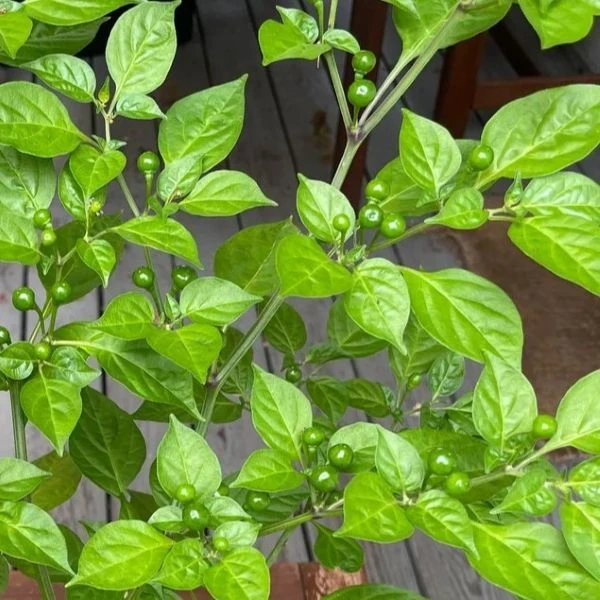 Зображення Перець Аджі Чарапіта червоний  - Aji Charapita Red