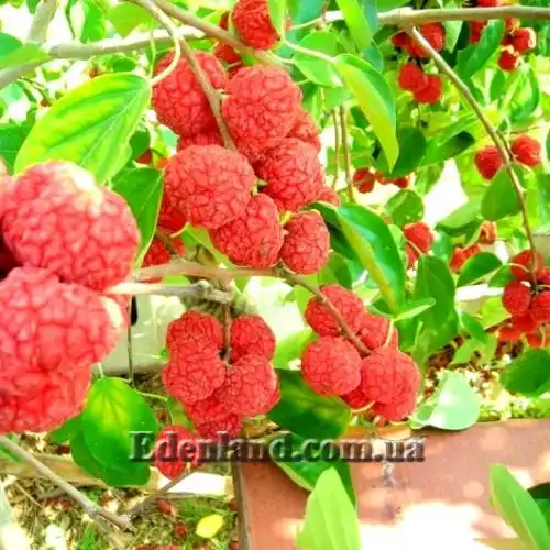 Изображение Кудрания триостренная - Cudrania tricuspidata 