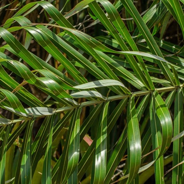 Зображення Алагоптера піщана - Allagoptera arenaria 