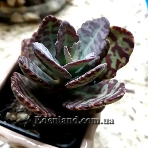 Изображение Каланхоэ приземистое - Kalanchoe humilis 