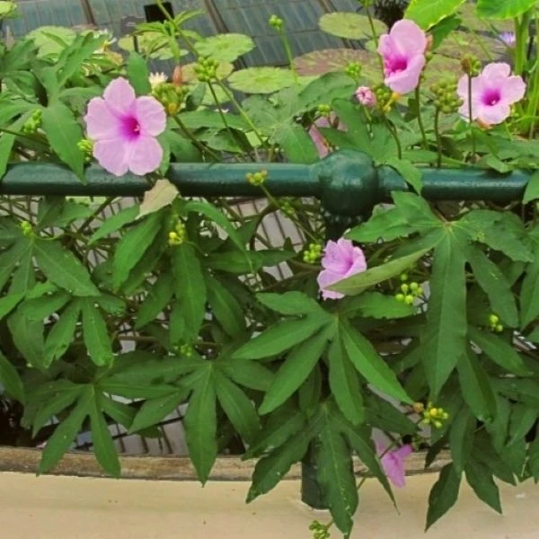 Зображення Іпомея маврикійська - Ipomoea mauritiana 