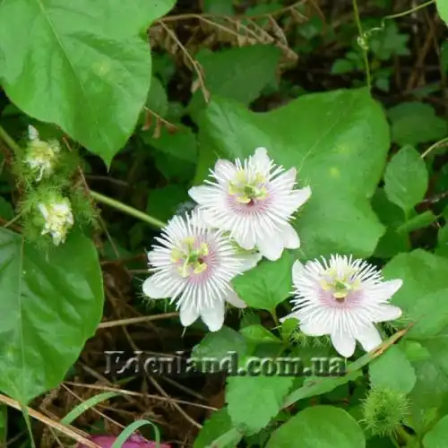 Пасифлора смердюча (гібіскусолістна) - Passiflora foetida v.hibiscifolia