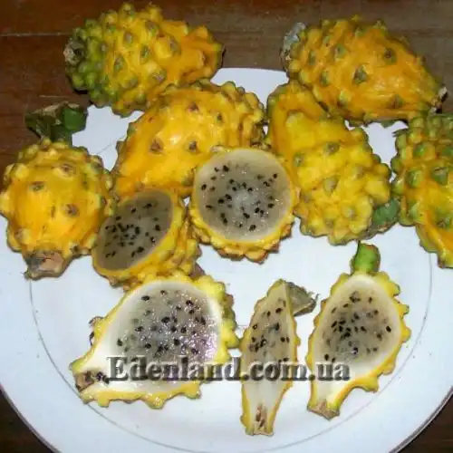 Зображення Гілоцереус великоквітковий - Hylocereus megalanthus 