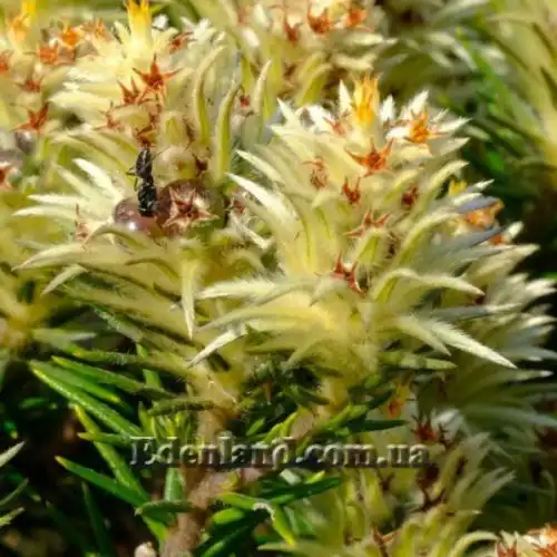 Изображение Филика пернатая - Phylica plumose 