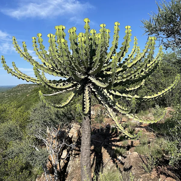 Молочай Купера - Euphorbia cooperi 