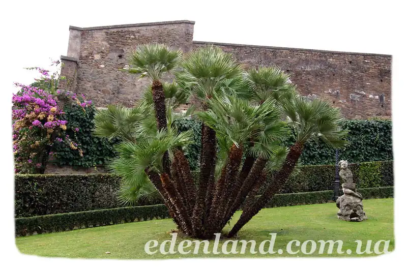 Изображение Красивейшие сады Ватикана