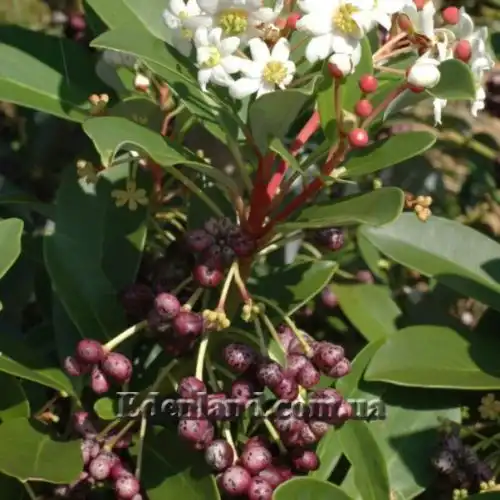 Изображение Дримис Винтера - Drimys winteri