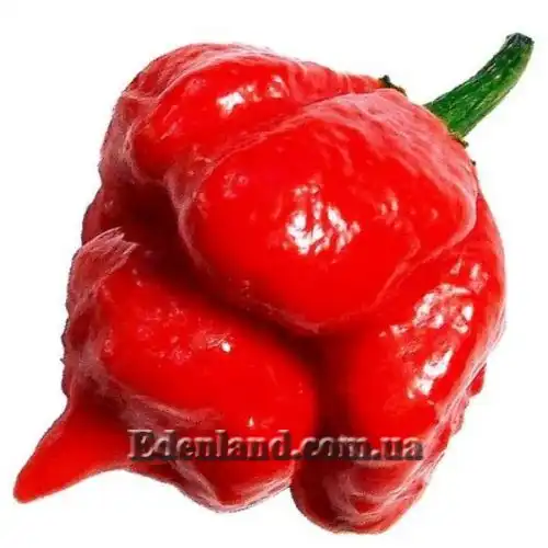Изображение Перец Тринидад Моруга Скорпион Красный - Capsicum Trinidad Moruga Scorpion Red