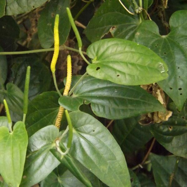 Изображение мужские соцветия