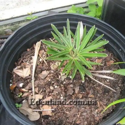 Изображение Коккотринакс борхидиана - Coccothrinax borhidiana