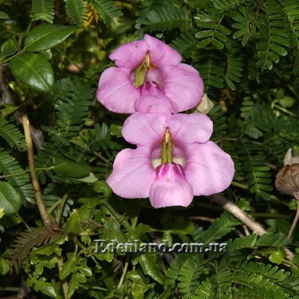 Изображение Буттония великолепная  - Buttonia superba