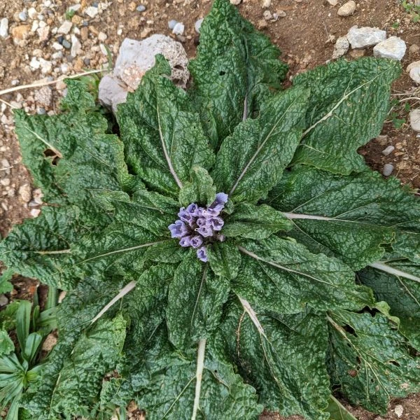 Изображение Мандрагора осенняя - Mandragora autumnalis 