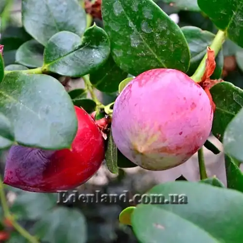 Изображение плоды