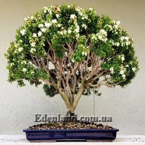 Изображение Мирт обыкновенный белоплодный - Myrtus communis var. leucocarpa