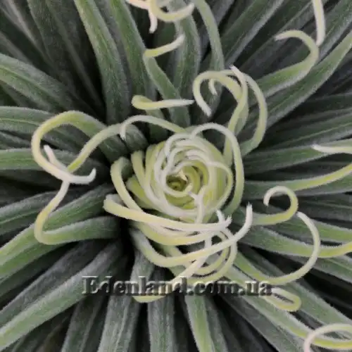 Изображение появление цветоноса