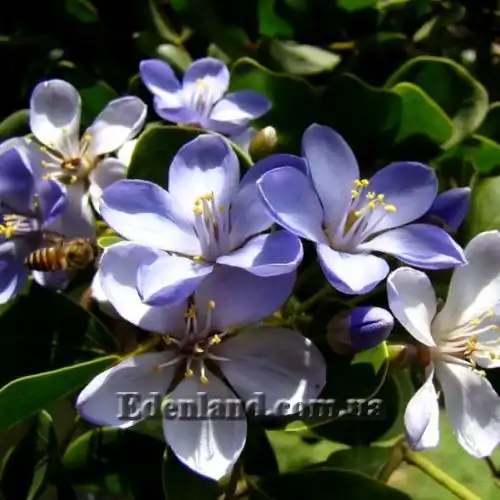 Изображение Гваякум лекарственный - Guaiacum officinale