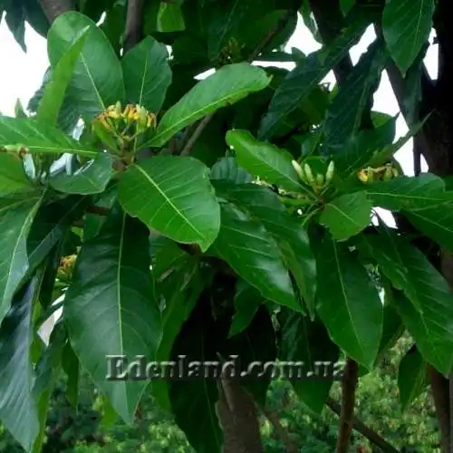 Зображення цвітіння