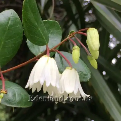 Кринодендрон Патагуа - Crinodendron patagua